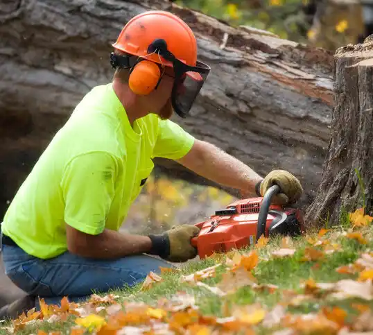 tree services Dolgeville